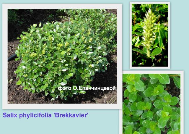 Salix phylicifolia ‘Brekkavier’