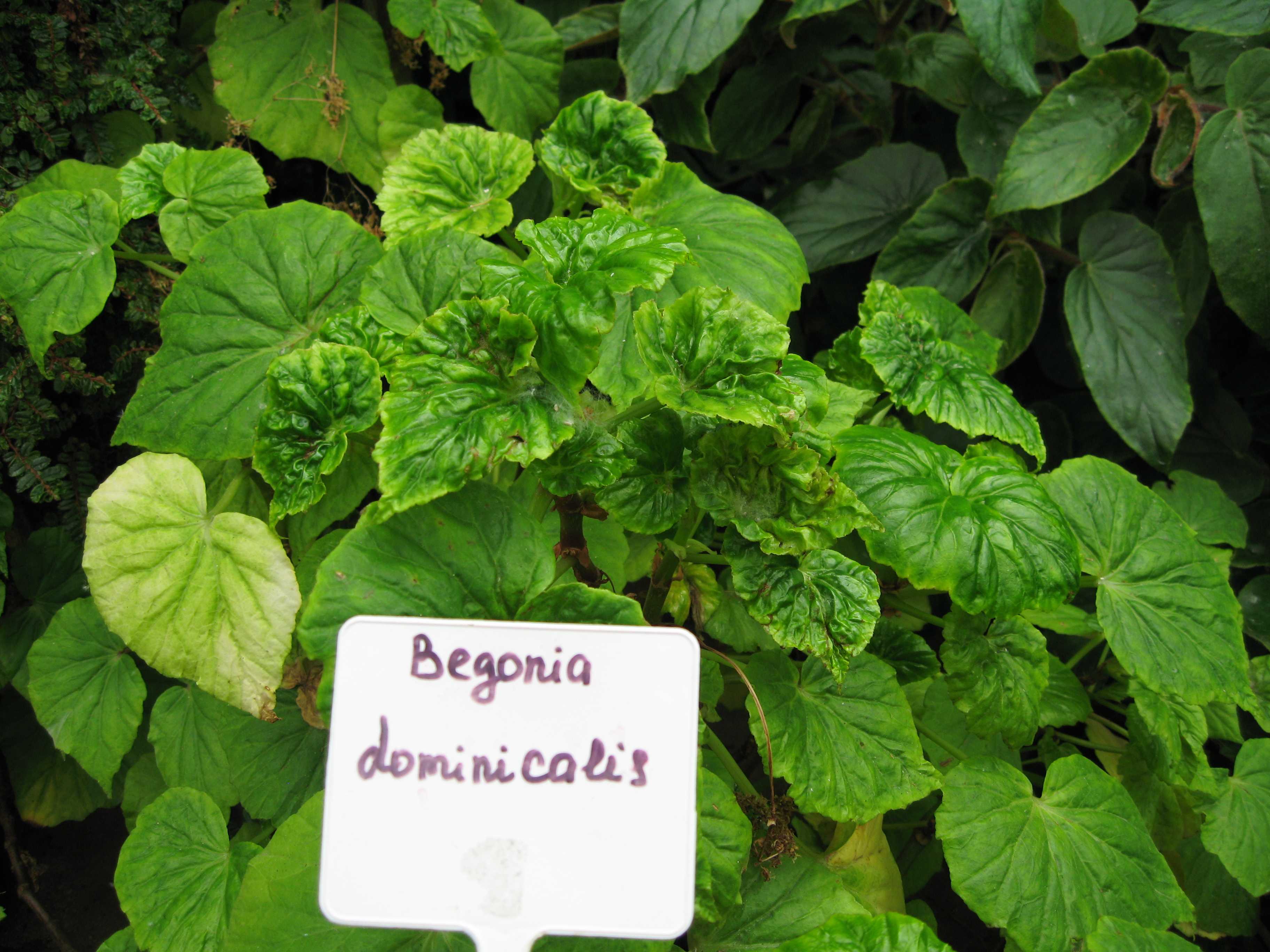 Begonia dominicalis