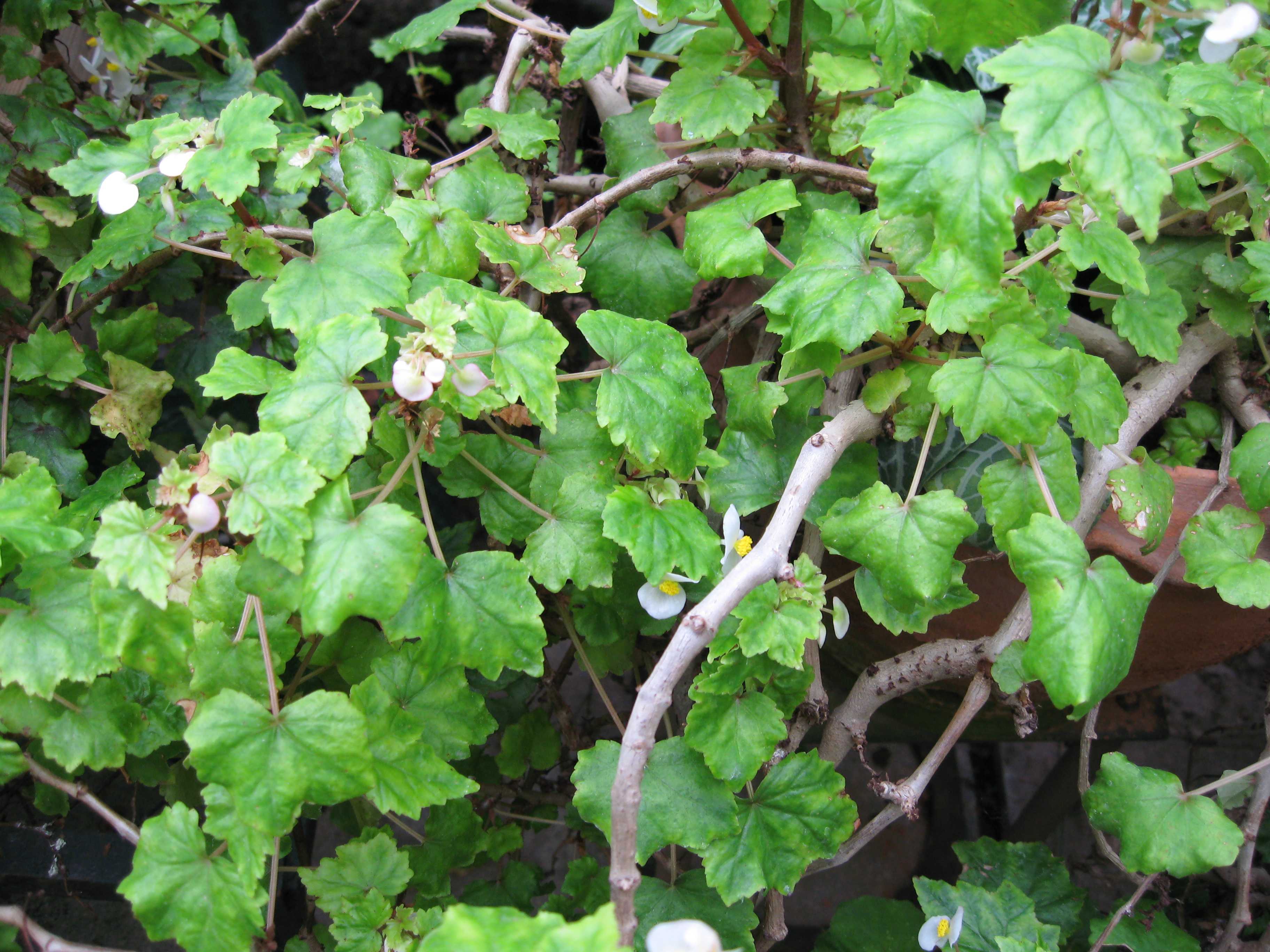 Begonia natalensis