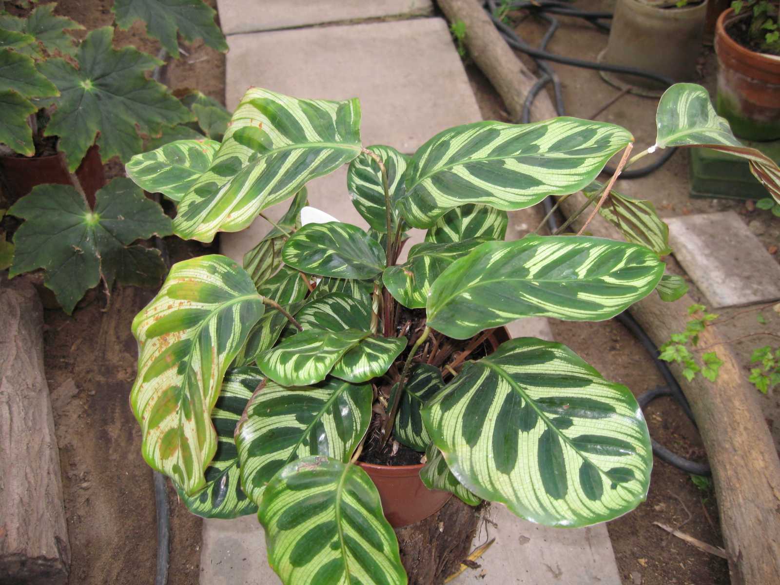 Калатея макояна уход в домашних условиях фото Calathea makoyana (E. Morren) K.Shum Коллекционные растения