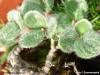 Ива сетчатая — Salix reticulata L. (Альпы)