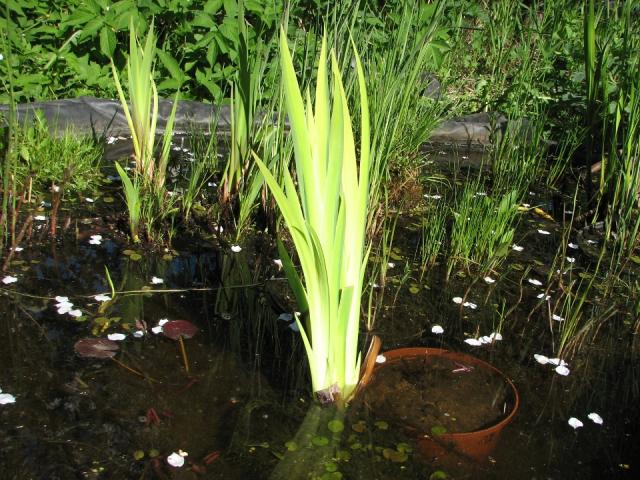 Iris pseudacorus «Variegata»