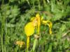 Iris pseudacorus "Sun Cascad"