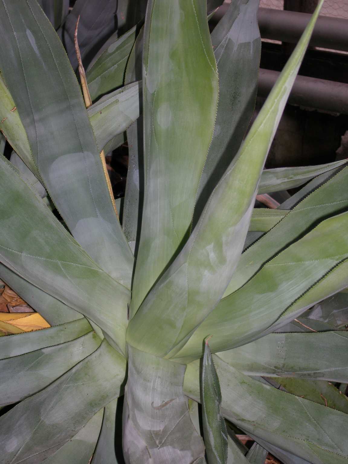 Agave sisalana