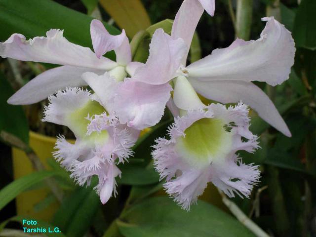 Brassolaeliocattleya hybrida