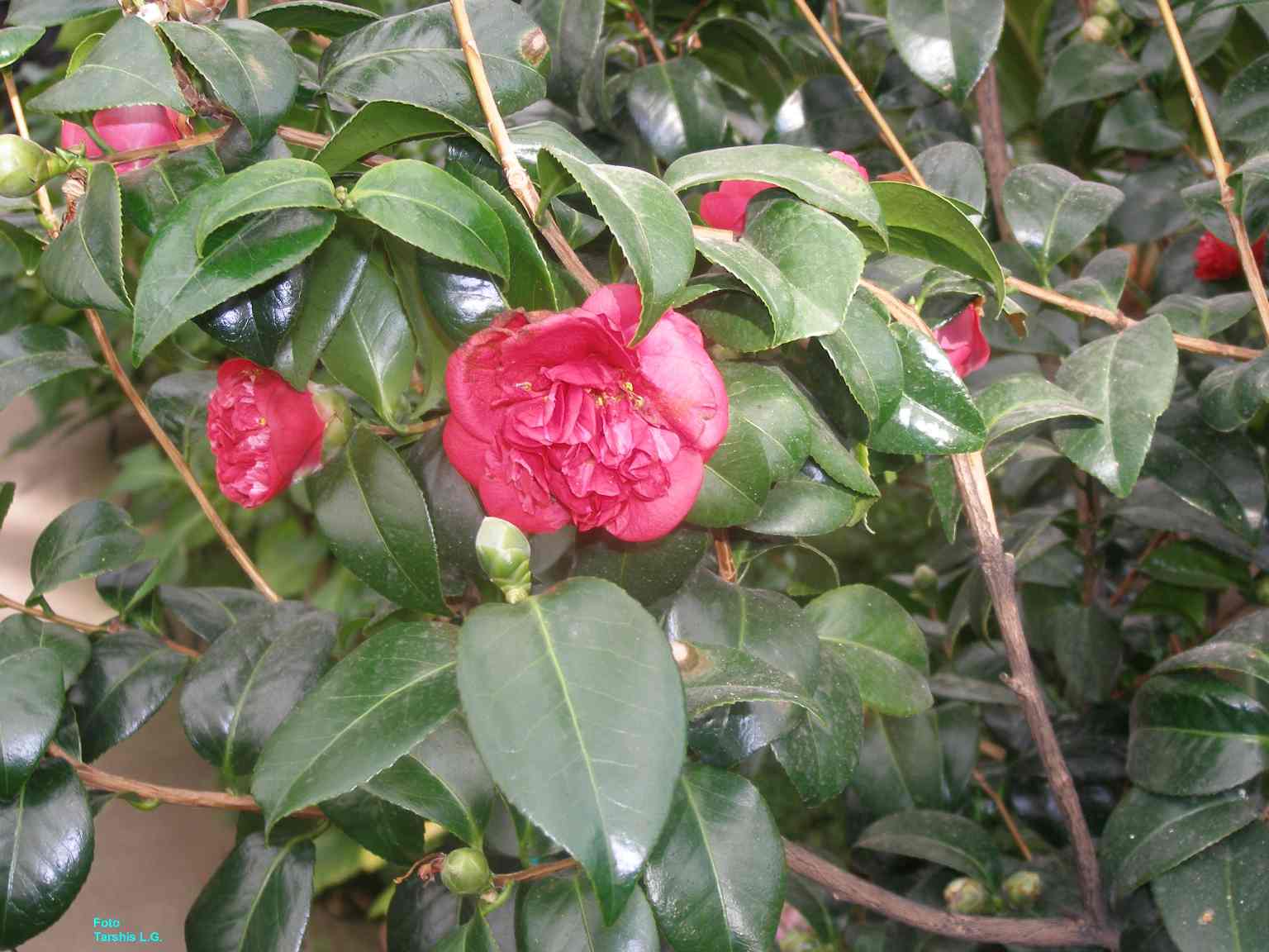 Camellia japonica