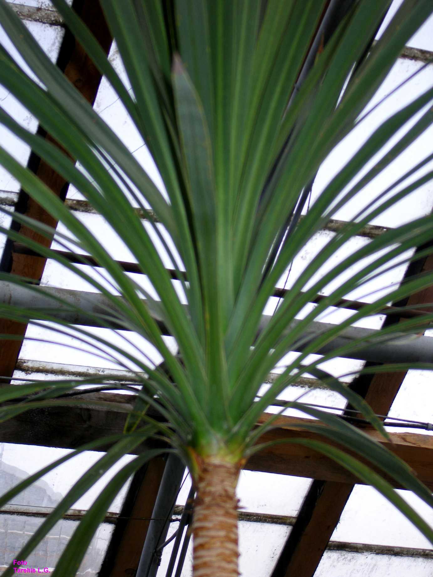 Пальма с длинными листьями