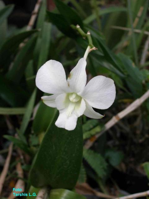 Dendrobium phalaenopsis