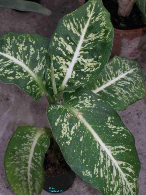 Dieffenbachia maculata