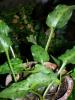 Drimiopsis maculata