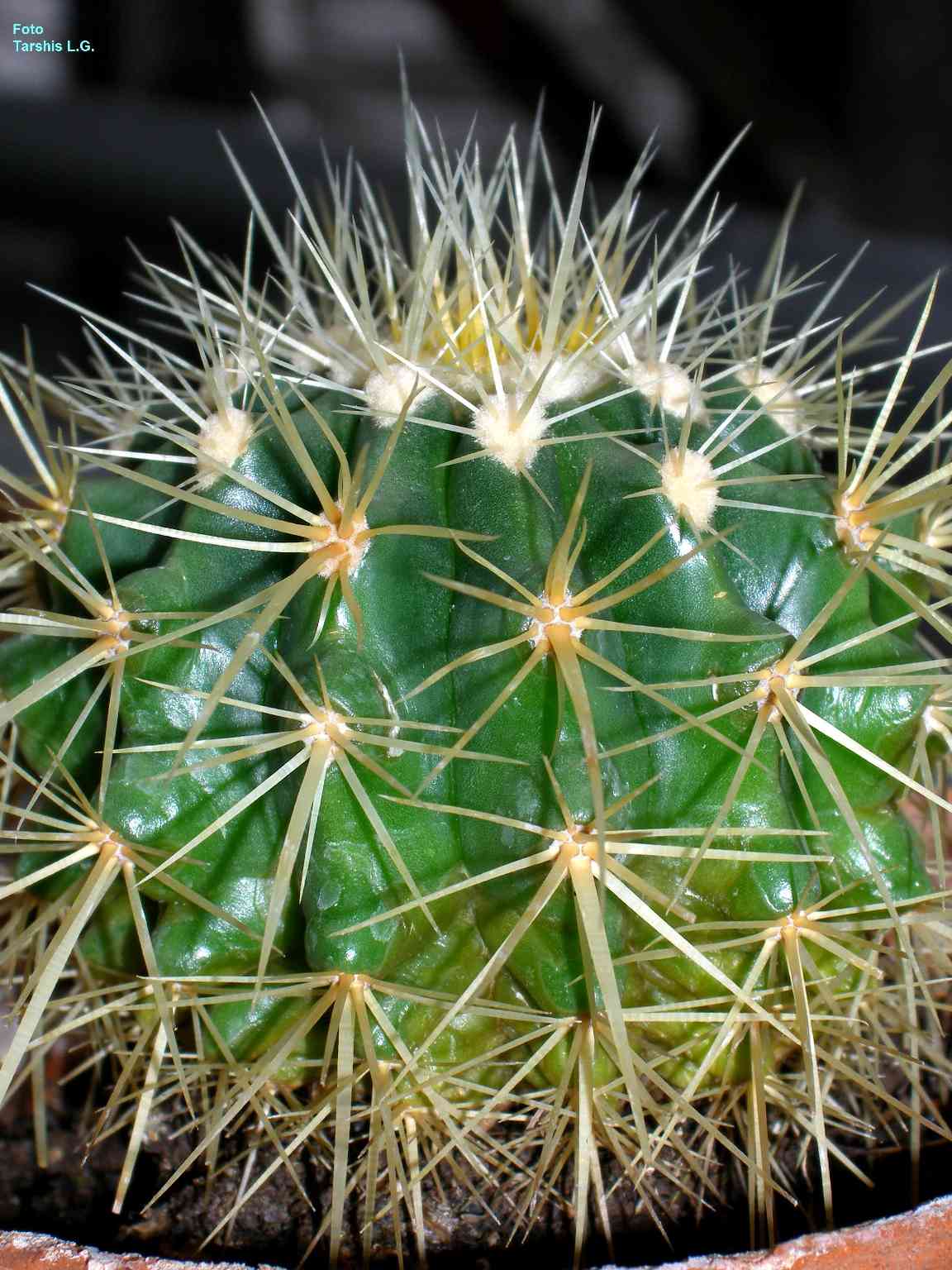 Echinocactus grusonii