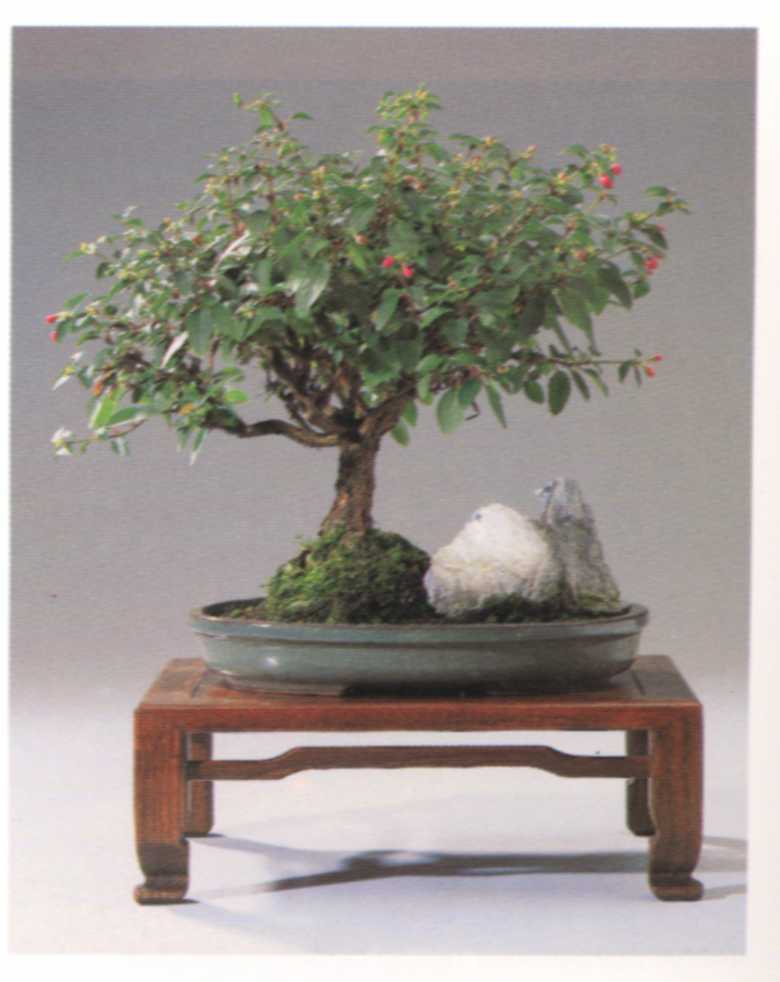 Fuchsia hybrida