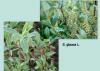 Ива сизая — Salix glauca L.