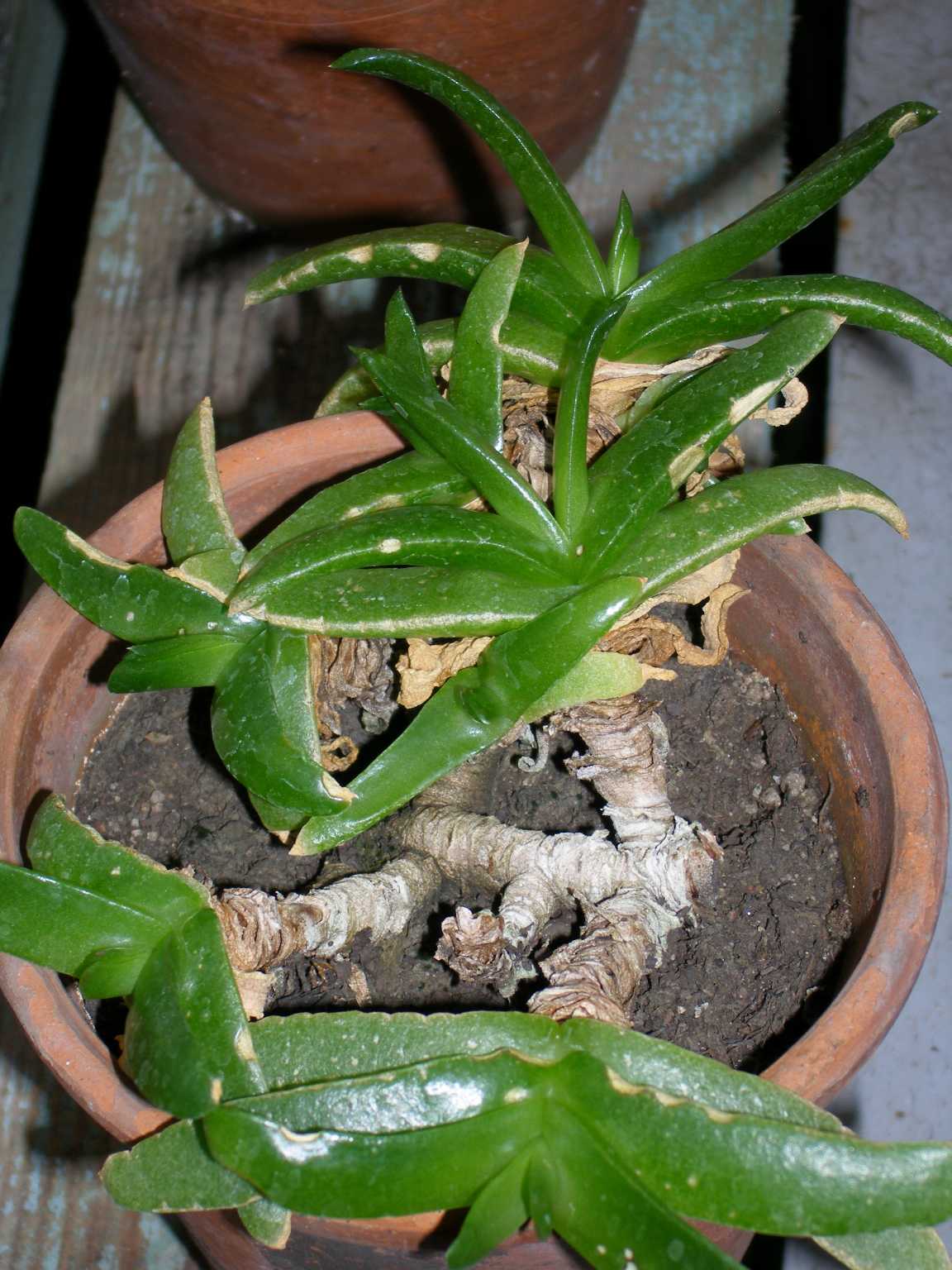 Glottiphyllum neilii