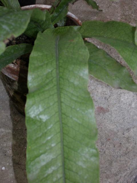 Microsorium musifolium