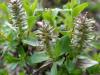 Ива миртолистная — Salix myrsinites
