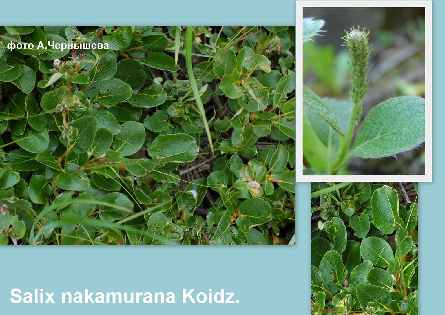 Ива Накамуры — Salix nakamurana Koidz.