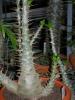 Pachypodium lialii