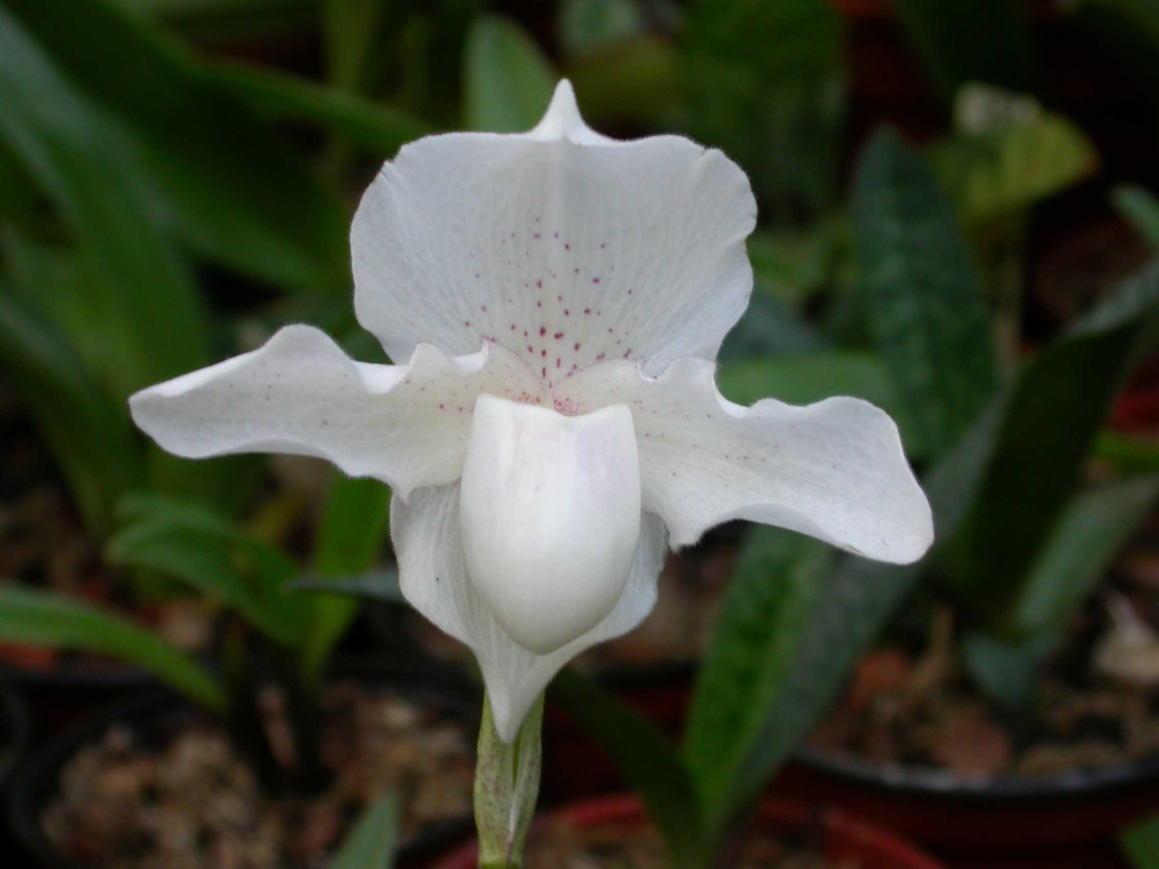 Paphiopedilum hybridum