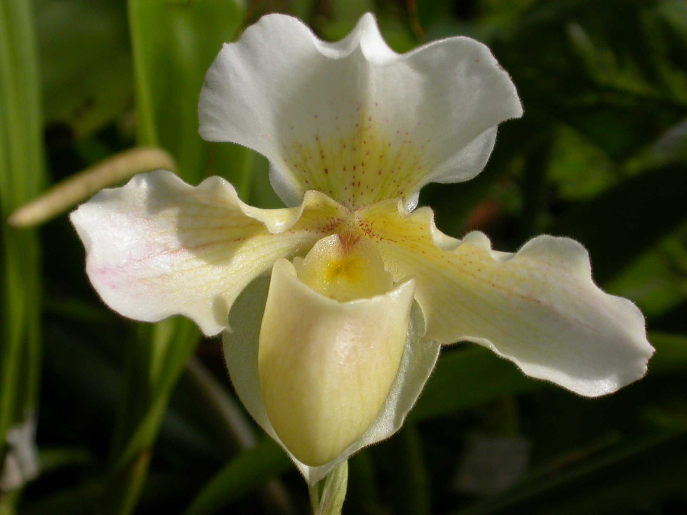 Орхидея Башмачок
