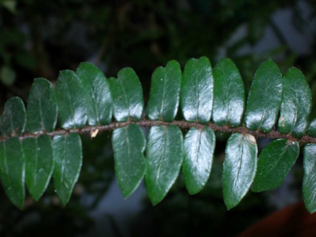 Pellaea viridis