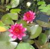 Nymphaea «Perry’s Baby Red»