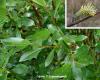 Ива филиколистная Salix phylicifolia