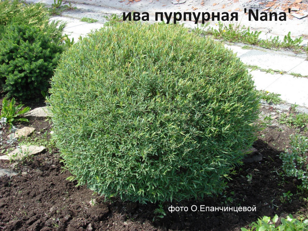 Ива пурпурная Нана Salix purpurea Nana