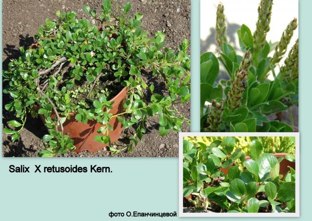 Salix  x retusoides Kern. 