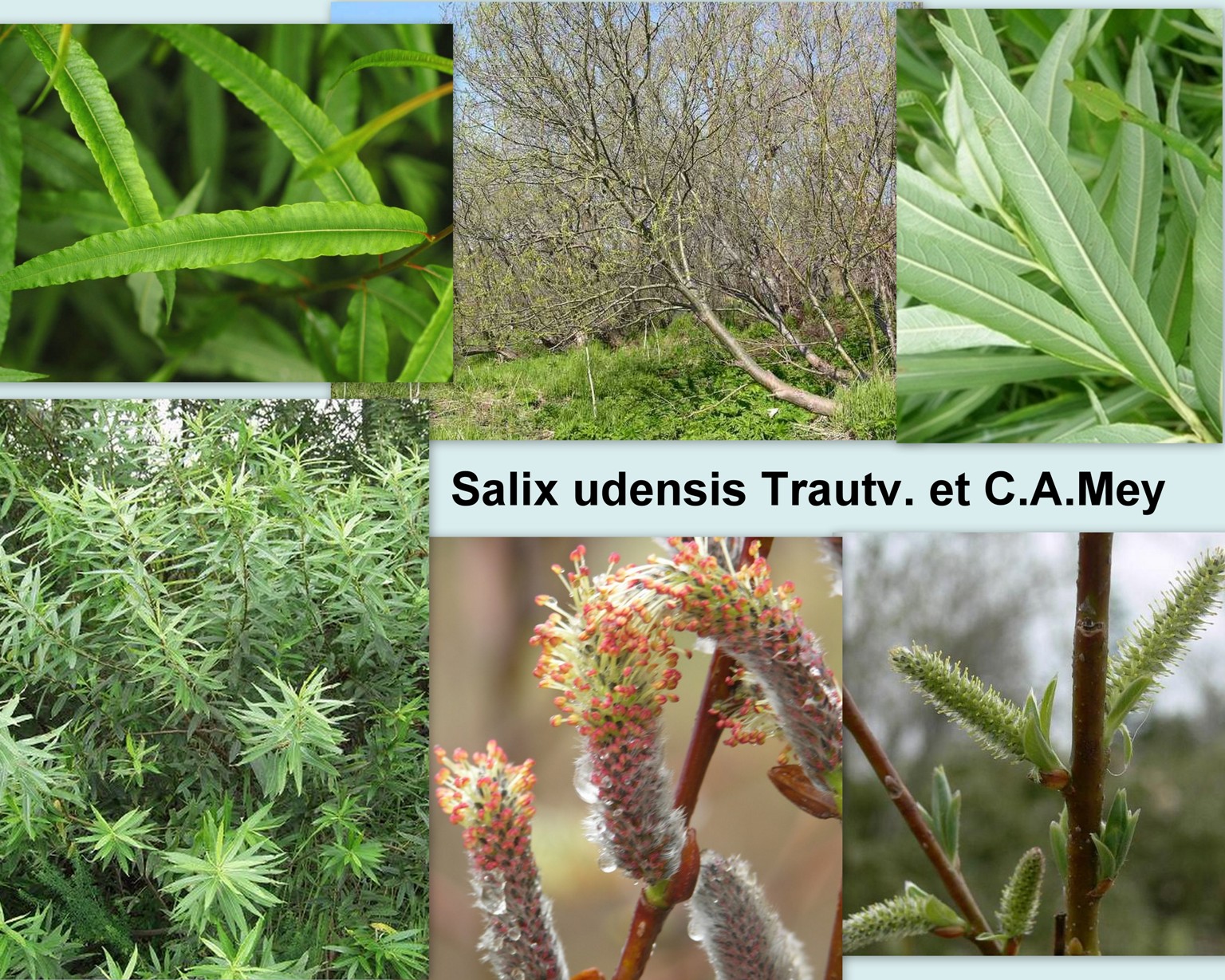 Salix udensis Trautv. et C.A.Mey. – Ива удская